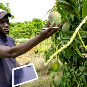 A farmer examining ripe mangoes on trees using a tablet for agricultural analysis.