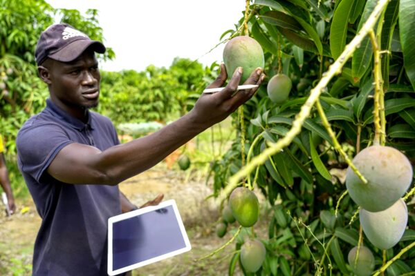 A farmer examining ripe mangoes on trees using a tablet for agricultural analysis.